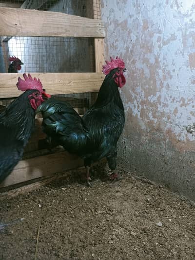 Australorp breeder male