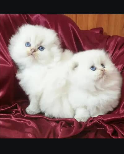 Scottish fold cat. 0313 4935014