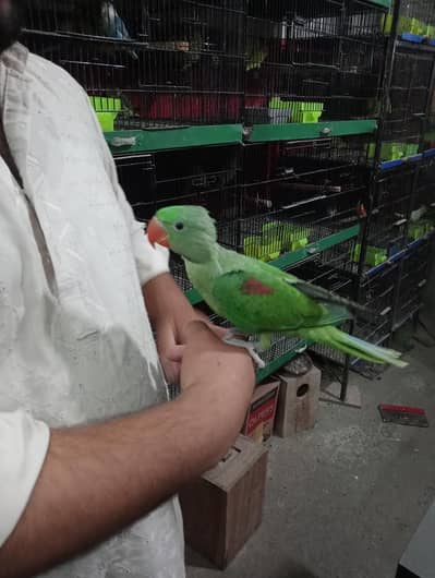 mashallah beautifu selfl chicks