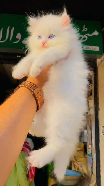 Persian beautiful female for sale 0347=66=96=397 my WhatsApp number