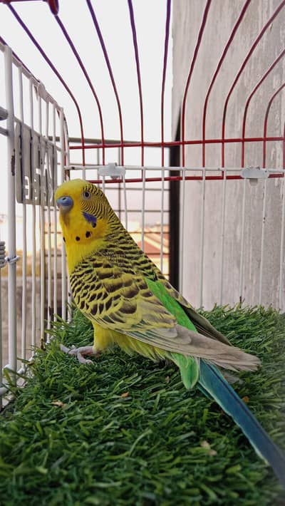 Lemon tcb breeder male