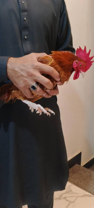 0 size murga beautiful breeed