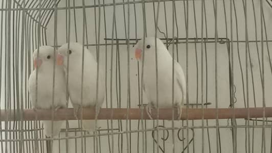 Albino black Eye Pattha