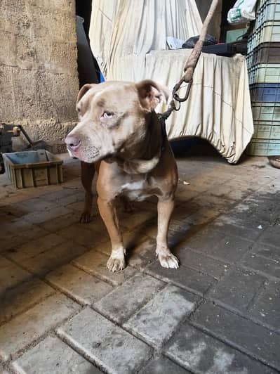 Pitbull and American Bully for sale