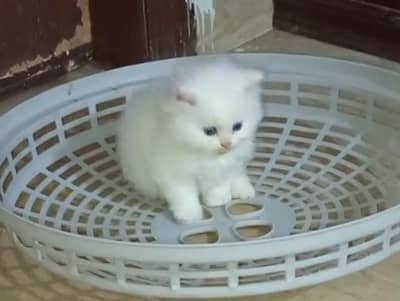 Persian kittens