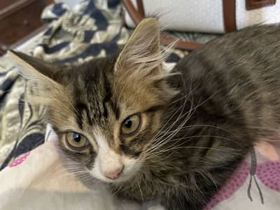 Mix persian and stray 2 kittens