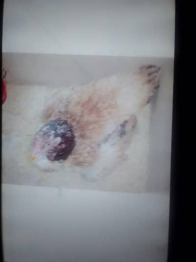 kurak myrgiya onle call03217053818