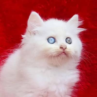 CASH ON DELIVERY (PUNCH FACE HIGH QUALITY KITTENS) HEALTHY TRIPLE