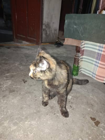 I sell this cat anyone pic him in normal range it's only 5k