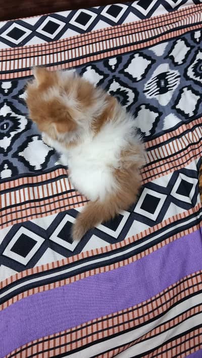 PURE PERSIAN TRIPLE COATED IMPORTED KITTENS (CASH ON DELIVERY)