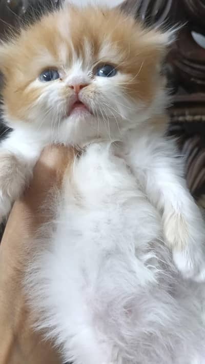 PURE PERSIAN TRIPLE COATED IMPORTED KITTENS (CASH ON DELIVERY)