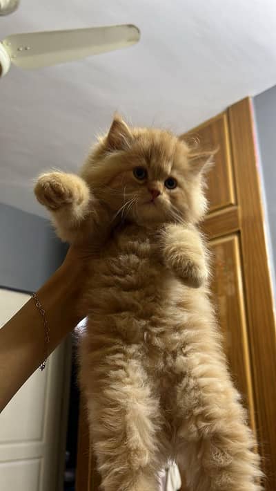 PURE PERSIAN TRIPLE COATED IMPORTED KITTENS (CASH ON DELIVERY)