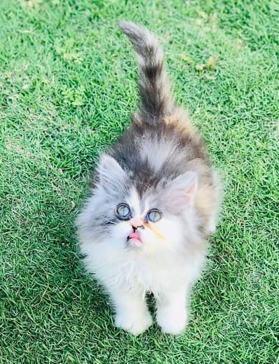 high quality Persian kittens (CASH ON DELIVERY) HEALTHY