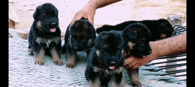 Black mask puppies