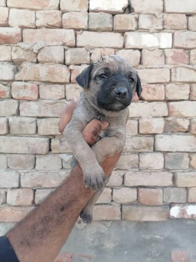 Alsatian male pup for new home 0/3/0/7/6/7/1/7/5/0/7