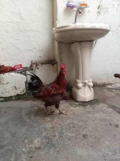 2 golden misri murgay