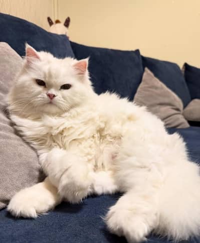 White color Persian cat