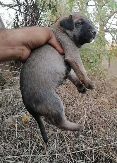 Alsatian male pup for sale