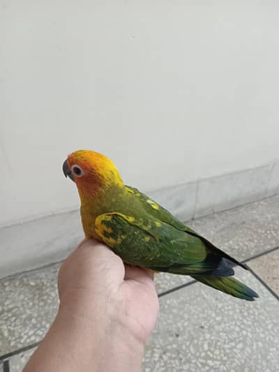 Sun Conure tame parrot