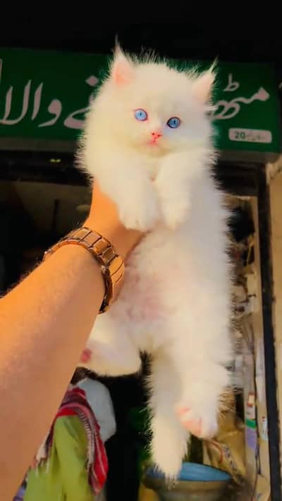 beautiful Persian cat for sale 0347=66=96=397 my WhatsApp number