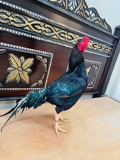 Lassani Mushki Blood line