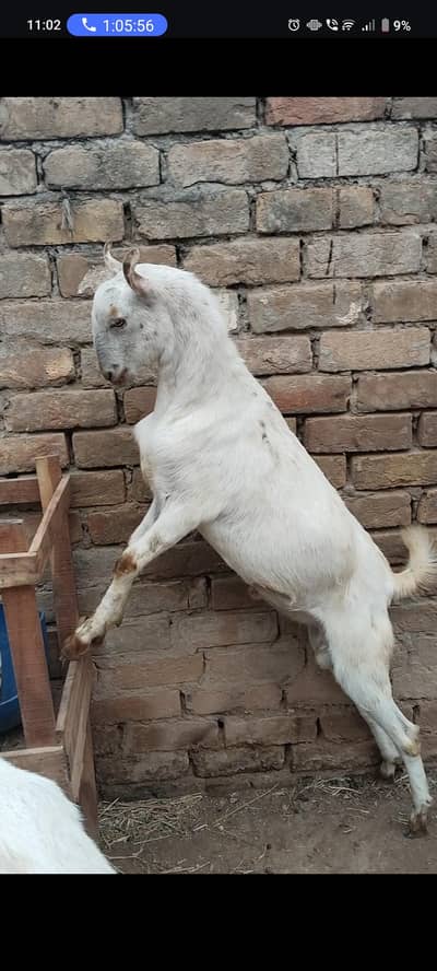 teda breeder 2 dant hony Wala ha