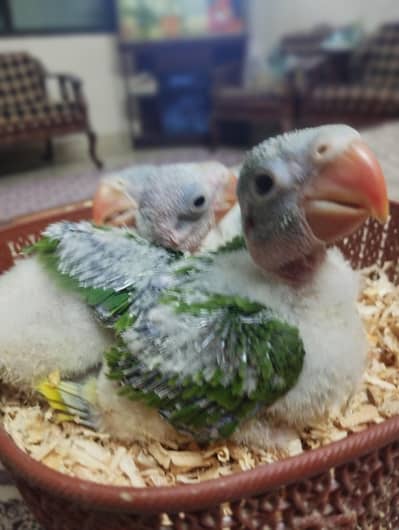 Raw parrot chicks