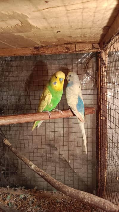 budgies breeder pair. contact no: 03285533122
