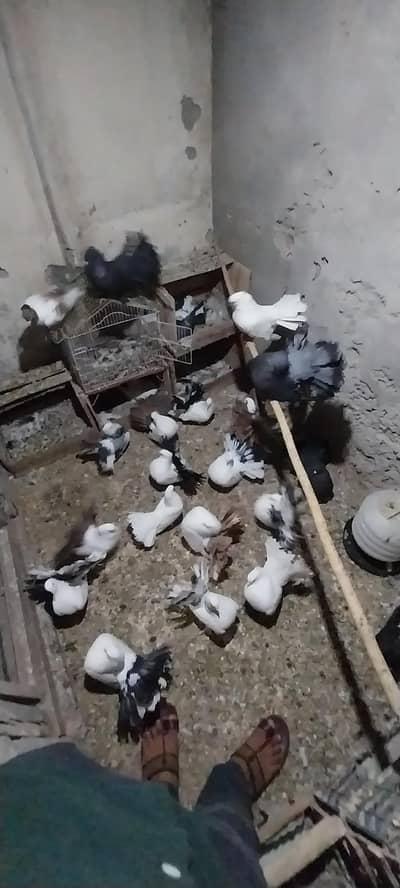 lakkhay pigeon and cocktail pair for sale