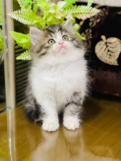 Lovely Kittens Looking for Home With Different Prices