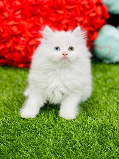 Lovely Kittens Looking for Home With Different Prices