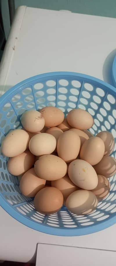 dasi eggs for sale