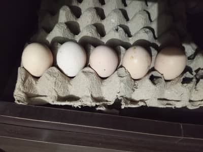 golden heavy buff fertile eggs