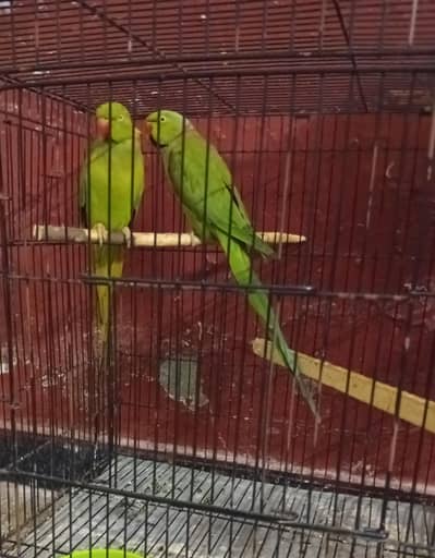 green talking pair