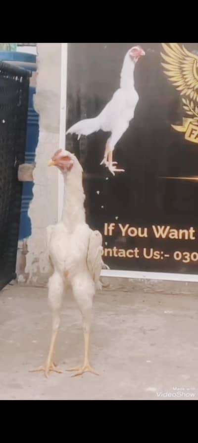 Shamo OShamo  GermanShamo kingshamo Aseel Fancybirds AmrohaAseel