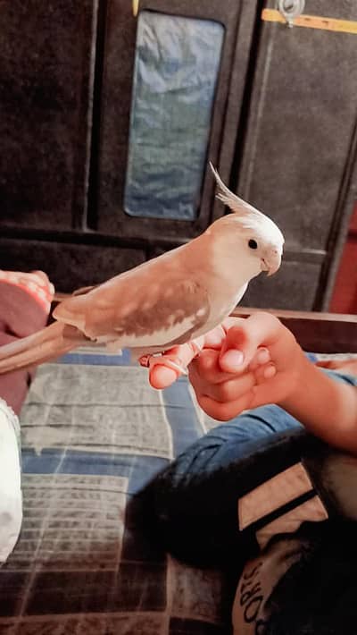 hand tamed talking cocktail parrot