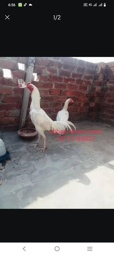heera aseel check out class quality white eyes white NOK nali