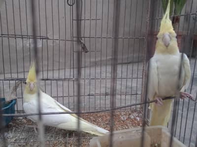 Talking cocktail pair for sale +923267409123