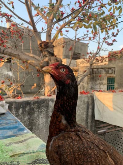 mianwali aseel for sale