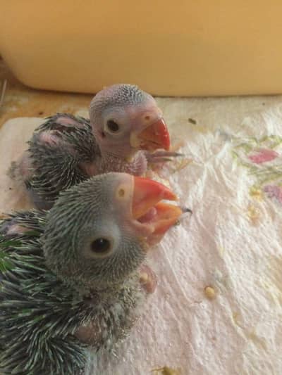 Sabaz Totay k bachay available for sale