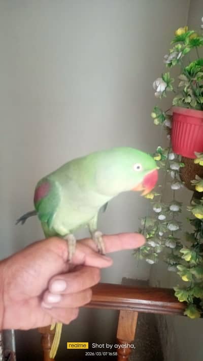 Adults Full Size Hand Tame Kashmiri Raw Female Parrot