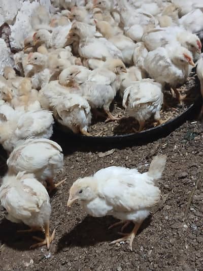 layer chiks for sale age 1 month price 200 per pice . . 03085287981