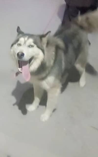 wooly coat siberian husky gray colour rare breed