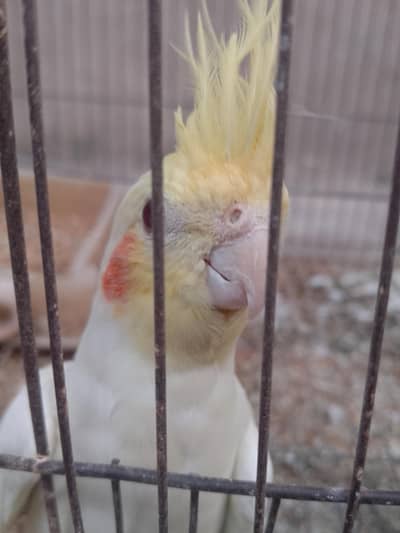 Talking cocktail or sale +923267409123