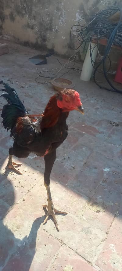 Thai Burmi 0.3. 2.2. 6.5. 9.2. 8.11