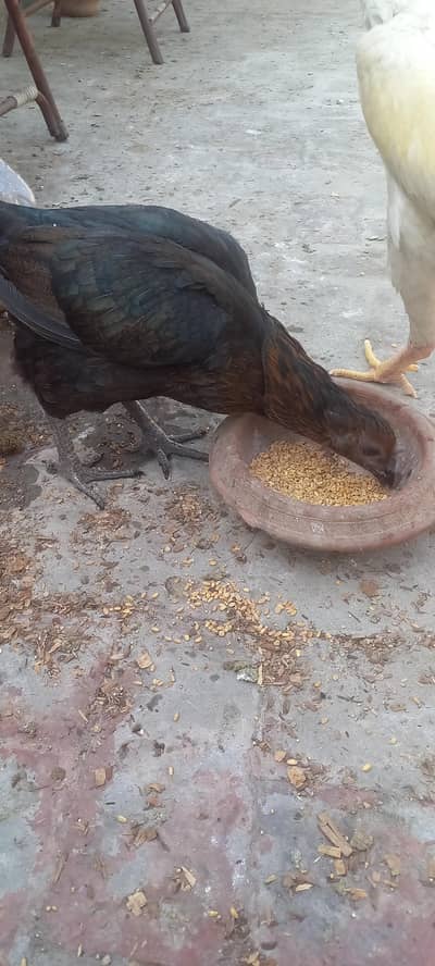 Dragon female . . video. . . 0.3. 2.2. 65.92. 811