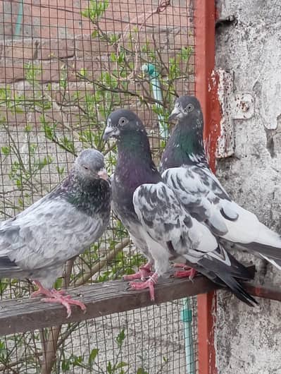 breeder male and female