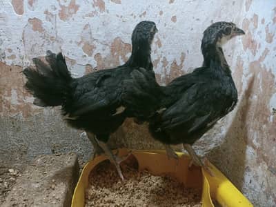 Australorp female chiks