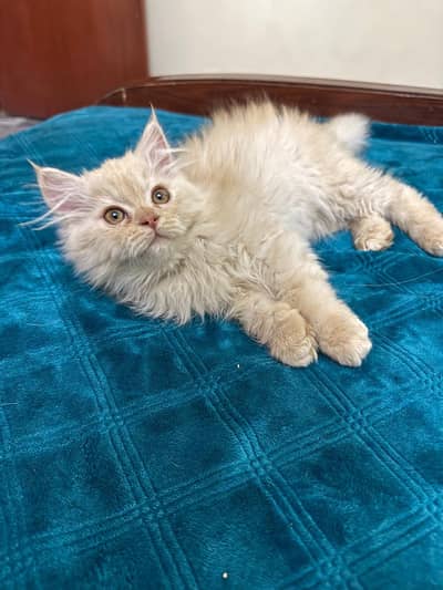 Male Persian Kitten