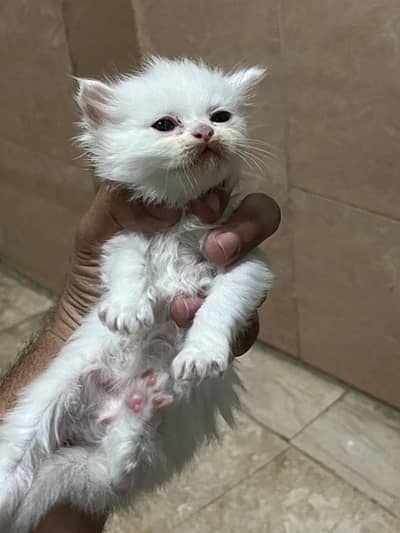 persian cat babies for sale triple coat